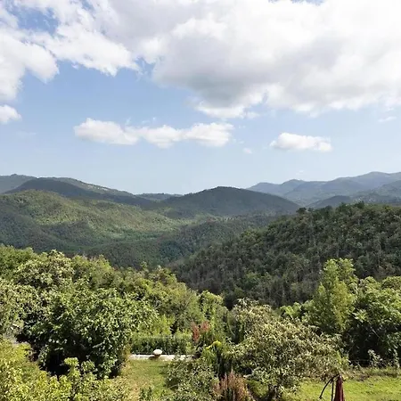 Agrifoglio - Palazzo Ravaschieri Bracelli